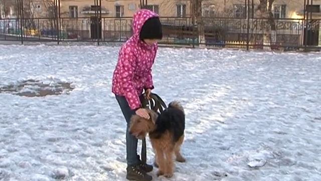 Домашний зоопарк: Эльдертерьер смотреть онлайн