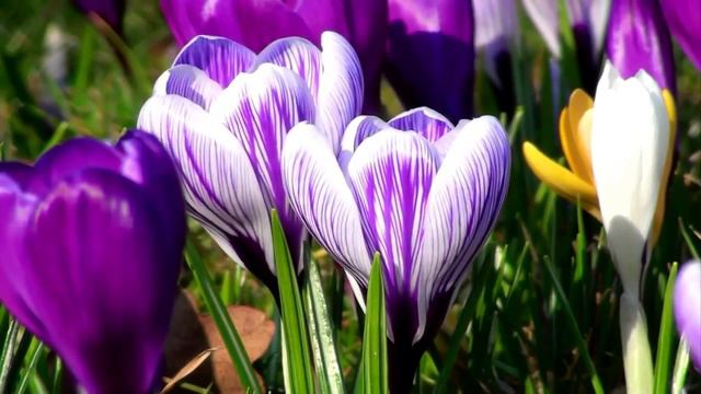 Красивата Природа - Пролет 1080p HD смотреть онлайн