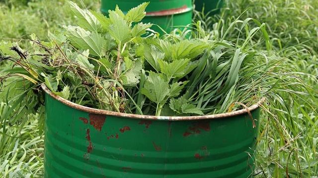 Приготовить зеленое удобрение из травы и применять его на огороде