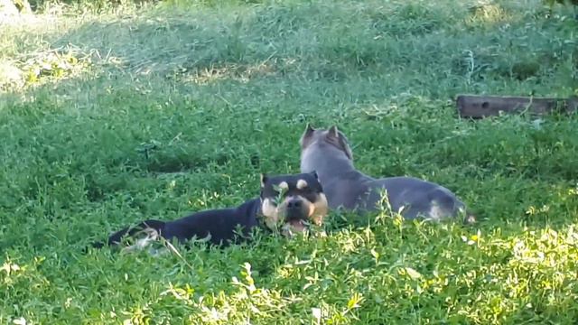 Американских булли много не бывает, Часть 2😁 смотреть онлайн