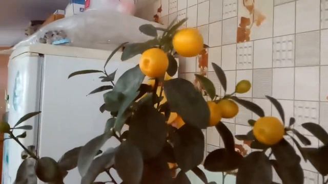 VID 20210214 Кумкват Фукуши. смотреть онлайн