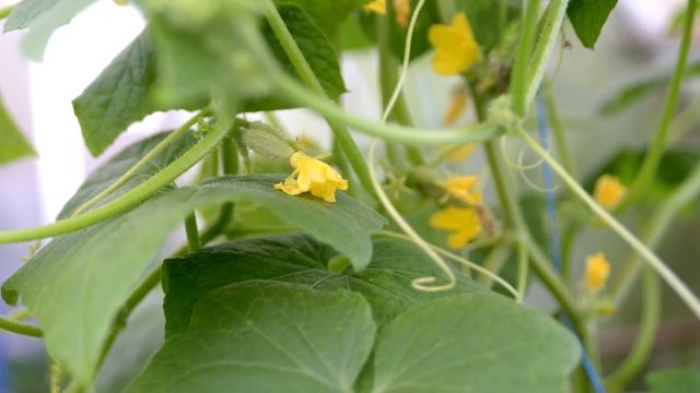 ПОЛЕЙТЕ ЭТИМ ОГУРЦЫ ИЗБАВИТ ОТ ВСЕХ БОЛЕЗНЕЙ И ПОЖЕЛТЕНИЯ ЛИСТЬЕВ смотреть онлайн