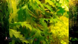 Начинаю понижать Фосфаты после Передозировки по Макро Удобрениям. Перекосы в Аквариуме