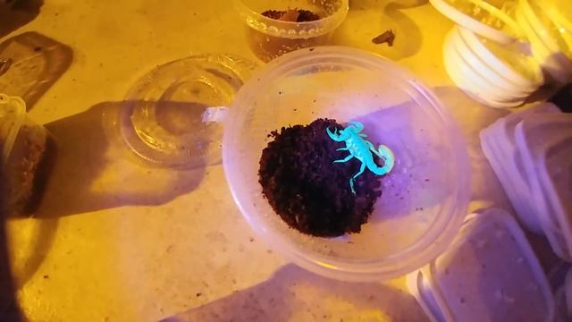 Yellow Ground Scorpion-Meet Petunia