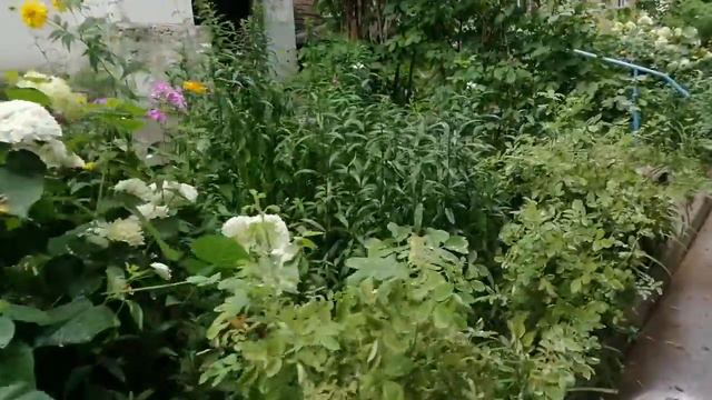 Жизнь в цветочном раю город Вишневый. Киев. Украина. О7. 07. 2020 г. смотреть онлайн