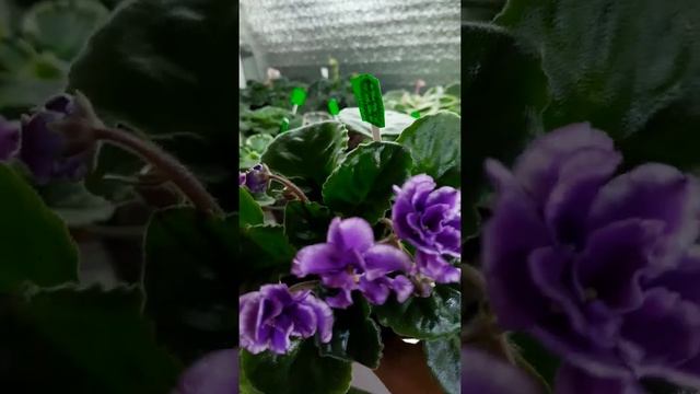 Фиалка ПТ-Океанский Бриз смотреть онлайн