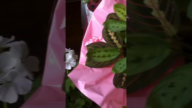 На моё день рождения 2 мая расцвели цветы, на нашем крайнем севере. смотреть онлайн