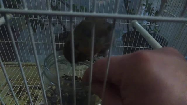 Клест еловик смотреть онлайн