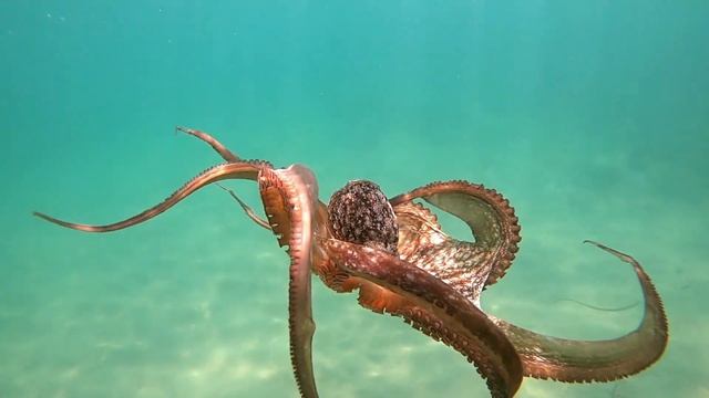 Mind-Blowing Octopus Facts: Masters of Camouflage! смотреть онлайн
