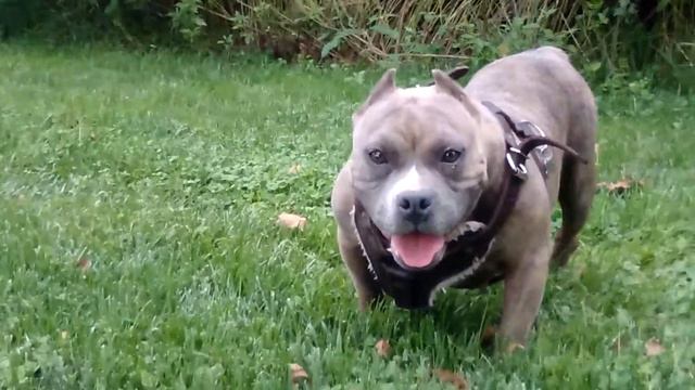 Shorty low low 13inches daughter ot exotic zoo bambino xxx deca(1) смотреть онлайн