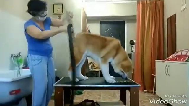 Щенки акита ину Волгоград ПОДГОТОВКА К ВЫСТАВКЕ (как это было) смотреть онлайн