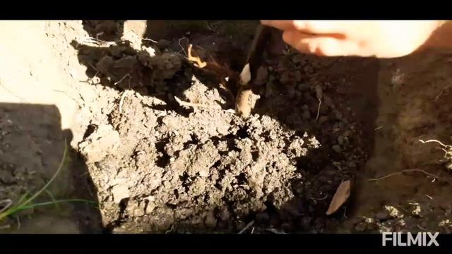 Сажаем жёлтый пион "бартзелла" смотреть онлайн