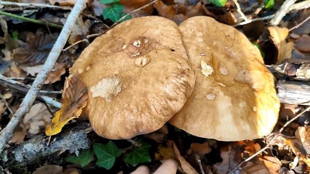 Chanterelles Cendrées, Trompettes De La Mort, Nouvelle Pousse De Cèpes, Pieds De Mouton