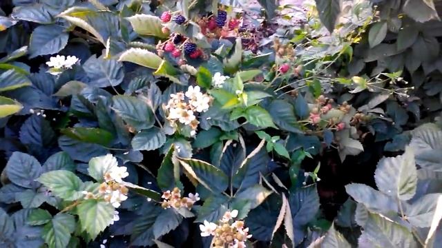 Этот ремонтантный сорт ежевики просто бомба... смотреть онлайн