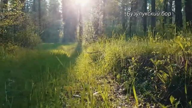 Бузулукский бор смотреть онлайн
