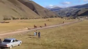 Скачки Курахский район село Курах.