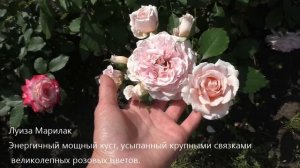 Сочетание роз во время цветения.