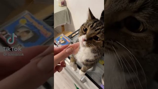 У кого ещё кот не ест из рук смотреть онлайн