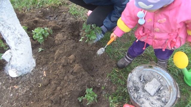 Что посадить в приствольный круг под вишней, сливой. Посадка земляники и уход. Мульчирование кругов смотреть онлайн
