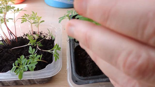 Пересадка Бархатцев для доращивания.