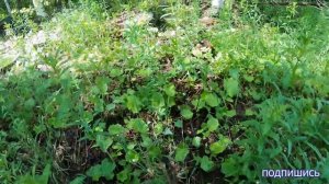 Металокоп в тайге.Поездка на вездеходе. Нашли цветной металл. Радиаторы.Латунь.