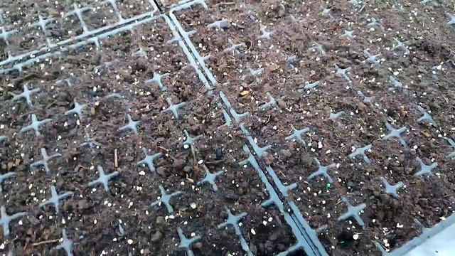 Посев перцев и баклажан🍆 смотреть онлайн