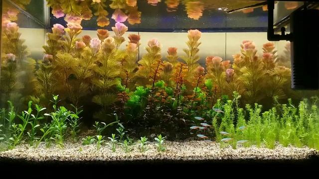 Cabomba Furcata смотреть онлайн