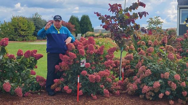 Hydrangea WorryFree® Ruby Snow™ - The BEST Panicle Hydrangea That David Has EVER Seen 👏😍👍😁 смотреть онлайн