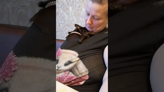 Чихуахуа, дома Пэпа ( Ягодка) смотреть онлайн
