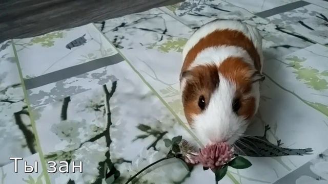 Морская свинка ЖЕКА... ЕМ ЦВЕТЫ КЛЕВЕРА смотреть онлайн