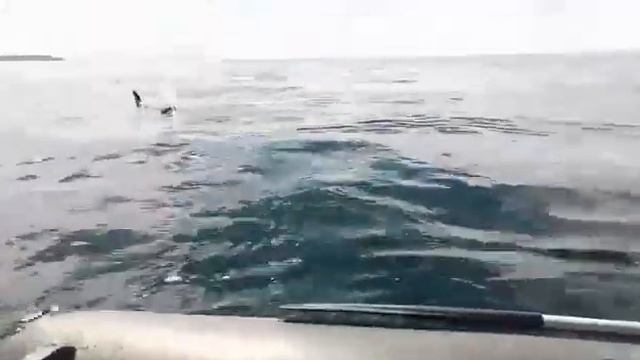 Косатки и Человек смотреть онлайн