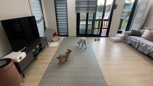 How I Keep My Dogs Occupied While I Am Awayㅣ TREATOI смотреть онлайн