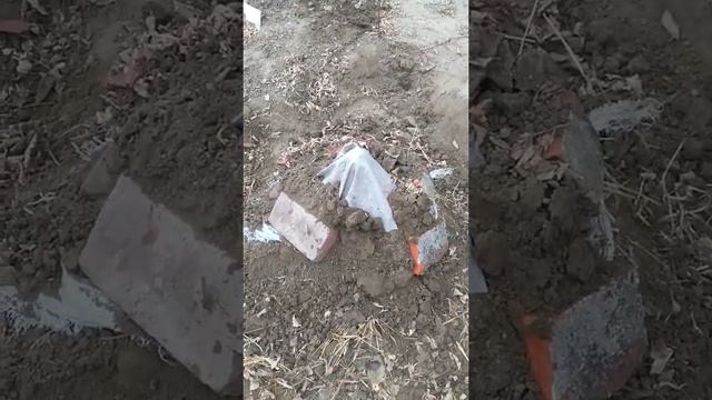 Укрытие на зиму Хурмы сорт "Бычье сердце" смотреть онлайн