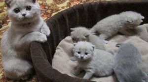 Вислоухие Шотландские котята /ᐠ｡ꞈ｡ᐟ\/Характер,отношение,уход, кормёжка.\