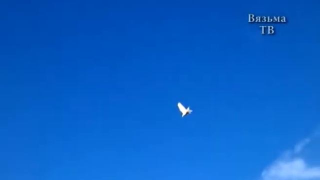 «Дорога к собственному сердцу» - голубятник Юрий Коростелев