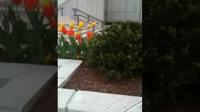tulipanes adornan la ciudad stamford смотреть онлайн
