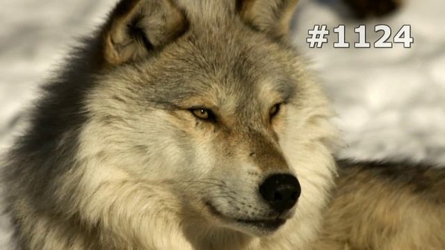 #1124. Волки, койоты и шакалы (В мире животных) смотреть онлайн