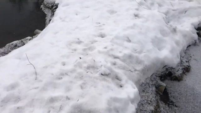 Разведение раков в своем пруду без плёнки. Запуск раков в пруд на дачном участке. смотреть онлайн