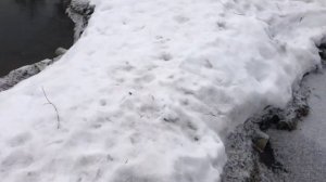 Разведение раков в своем пруду без плёнки. Запуск раков в пруд на дачном участке.