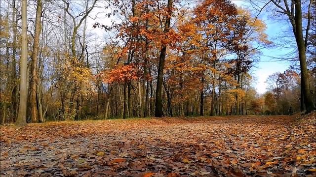 ЭТУ МУЗЫКУ МОЖНО СЛУШАТЬ БЕСКОНЕЧНО!✅ ОСЕННИЕ МОТИВЫ.✅ СКАЖИ ЖИЗНИ ДА!✅ смотреть онлайн