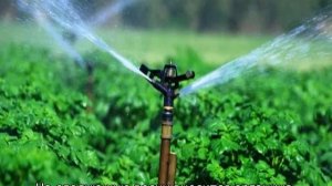 Цветок садовый многолетний Невеста