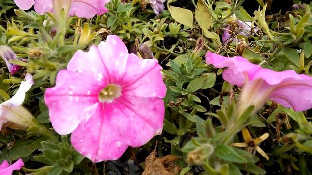 Камера ASUS Nexus 7 2013: пример видео в Full HD (camera sample) смотреть онлайн