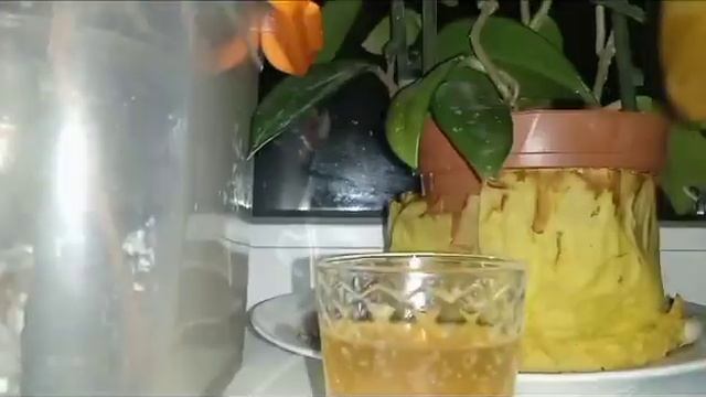 ЧАЙНЫЙ ГРИБ в стакане. смотреть онлайн