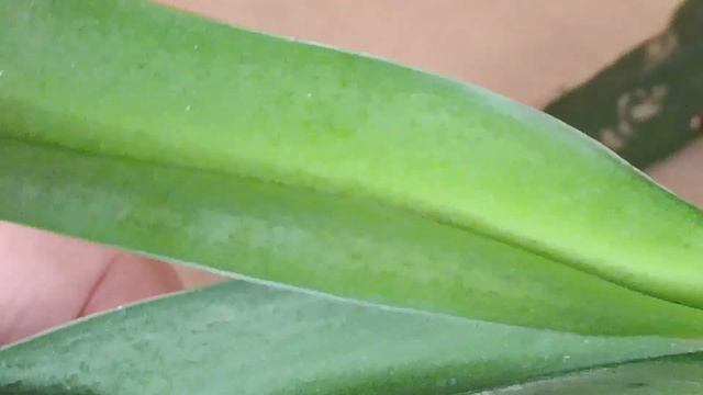 Вы знали,что лак для ногтей быстро востановит гнилую орхидею смотреть онлайн