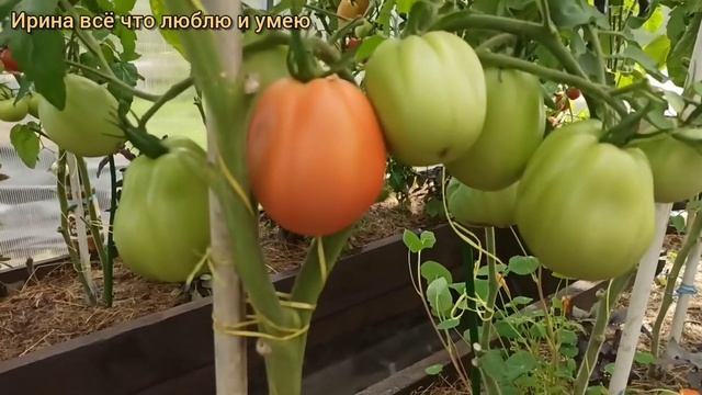 Обзор томата "Пузата Хата".Рекомендую посеять. смотреть онлайн