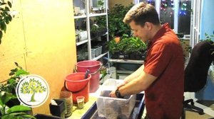 Как сделать грунт для комнатных лимонов своими руками?