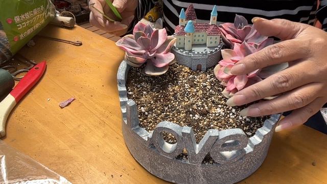 Succulents Arrangement смотреть онлайн