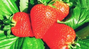 СУПЕР СОРТА КЛУБНИКИ: РАННИЕ, СРЕДНЕСПЕЛЫЕ, ПОЗДНИЕ, РЕМОНТАНТНЫЕ кусты. Вкусная Клубника.