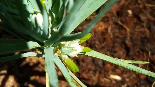 Pre bonsai da seme di Pinus nigra austriaca, sta formando gemme e aghi da adulto a ciuffi di 2. смотреть онлайн