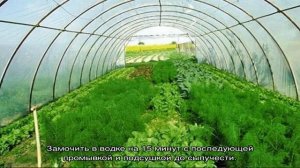 Чем подкормить укроп, если он плохо растет